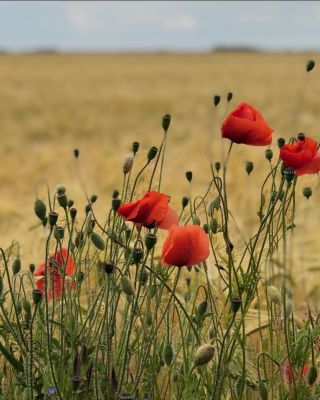 Mák z českých polí měníme ve sladkou chvilku pohody u každého frgálu 🤎 #frgal #frgaly #valasskefrgaly #tonkovyfrgaly...